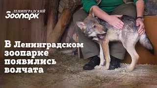 В Ленинградском зоопарке поселились волчата!