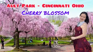 Travel Cincinnati Ohio - Beautiful cherry blossoms in Ault Park