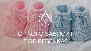 ​👩‍⚕️​ От кого зависит пол ребенка?