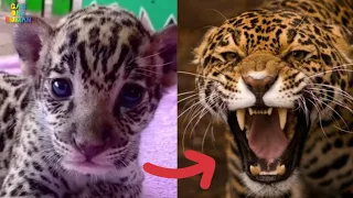 Animals Grow up | I'm a Big Kid Now | Cute Baby Animal to Adult Tiktok Trend