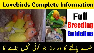 Lovebirds full information | lovebirds breeding tips in Urdu/hindi |fisher,lutino,albino information