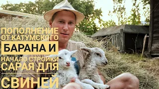 Окот овцы//стройка сарая.