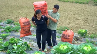 Harvest deep cabbage for chickens, pigs and fish. Repair the kitchen to cope with the rainy season