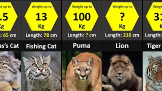 All 40 Species of Wild Cats | Size Comparison