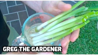 HOW TO GROW SCALLIONS/GREEN ONIONS from Store Bought Ones - GregTheGardener