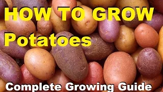 How to Grow Potatoes - Complete Growing Guide