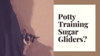 Can Sugar Gliders Be Potty Trained?