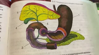 Биология 8 кл/М.Б.Жемчугова/Тема 37: Пищеварение в желудке и кишечнике/31.01.23 22:02