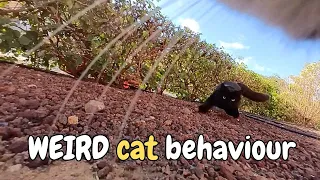 Cat Brings a Lizard To His Brother: Cats With Cameras Show Us Their World