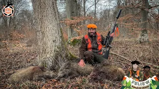 The most beautiful wild boar triple of my life, incredible hunt in Alsace: 5 wild boars in the day!