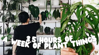 3+ hours of plant chores and repotting / a week of plant things #22