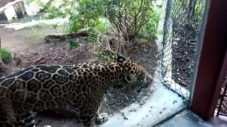 Jaguar Roaring at San Diego Zoo