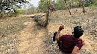 Anaconda Snake Chase In Jungle Video HD | TB Films