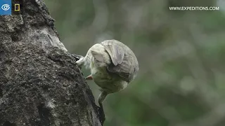 Woodpecker Finch Finds Food With Tools | Galápagos | Lindblad Expeditions-National Geographic