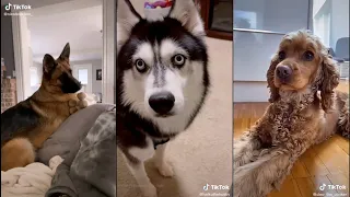 Bark at your dog and see what they do | TikTok