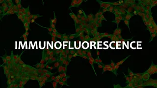 Immunofluorescence (IF), Immunohistochemistry (IHC), and Immunocytochemistry (ICC)