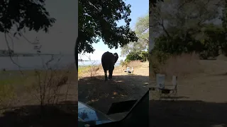 Elephant very close at Mana Pools