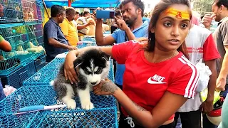 Galiff street pet market | Cheapest Dogs Market In India | Dog Market | Gallif street kolkata | Dog