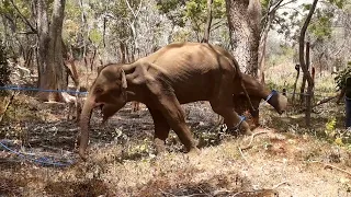 Jaw exploding trap made the life miserable for a poor Elephant with long term starvation