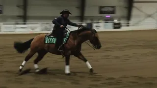 5 30 24   Buckeye Reining Spectacular   Rookie   Cappy Dryden on Revolutionary Jac