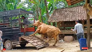 Sapi Jarang Keluar Kandang Auto Ngamuk Saat Diangkut Mobil