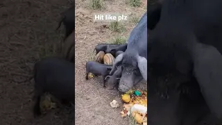 Piglets eat Thanksgiving Leftovers - polk pastured pork