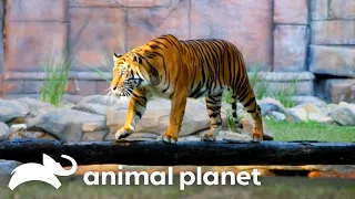 280 Pound Tiger Is Sedated For Eye Surgery | Crikey! It's The Irwins | Animal Planet