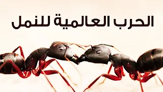 أكبر حرب في تاريخ الأرض - الحرب العالمية للنمل