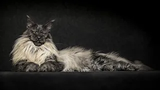 A Maine Coon Like No Other | The Majestic Mr. ViVo