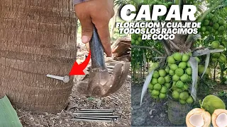 Capar árbol de Coco para que floree y Cuaje Todos los Racimos de Cocos