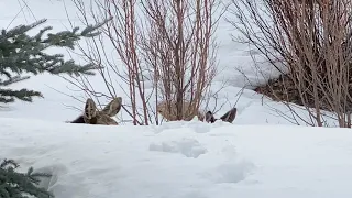 Moose of the day in Jackson Hole 4K