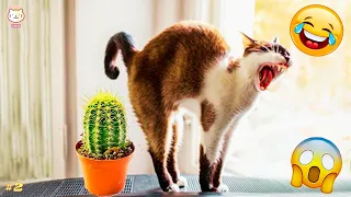 [1 HOUR] Best Funny Animals Videos 2024 😅 Funniest Cats and Dogs Videos 😹🐶 part 2