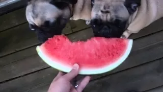 Pug Compilation