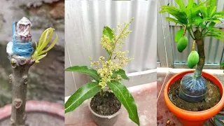 Amazing Mango grafting technique..(100% success result)