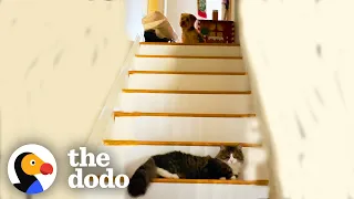 "Emotional Support Cat" Spots His Best Doggy Friend Down The Stairs | The Dodo Odd Couples