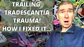 I BROKE MY TRADESCANTIA! HERE'S WHAT I DID NEXT...