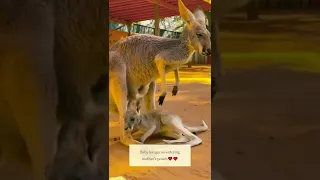 Baby kangaroo struggles to get into mom’s pouch