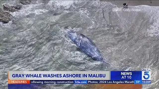 Gray whale washes ashore in Malibu