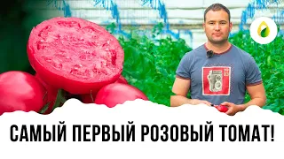 ПЕРВЫЙ РОЗОВЫЙ ТОМАТ!