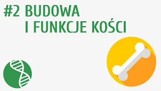 Budowa i funkcje kości #2 [ Układ ruchu ]