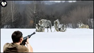 How Hunters And Farmers Deal With Millions Of Wild Boars And Wolf By Guns And Traps
