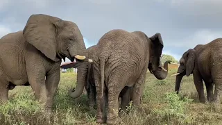 Dominant elephant bull Sebakwe and the females