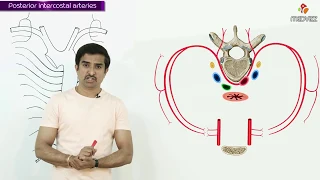 POSTERIOR INTERCOSTAL ARTERY -  Gross Anatomy animations