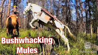 Mules Go Bushwhacking: Vlog #6