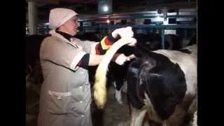 Подготовка коровы к искусственному осеменению