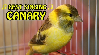 Canary Singing birds sounds at its best | Melodies Canary Bird song | Training Video