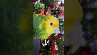 Попугай Под Ёлочкой Исполняет Песенку🎄 #shorts