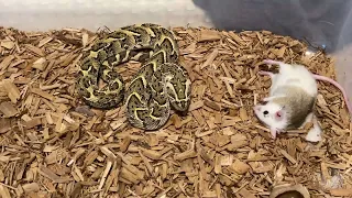 Venomous snake makes rat ears bleed!!!! (Tanzanian Puff Adder)