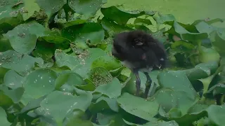 バン幼鳥の羽繕い　　Common Moorhen