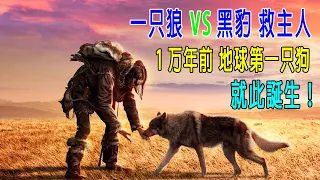 一只狼VS黑豹，用命救主人，1万年前，地球第一只狗，就此诞生！